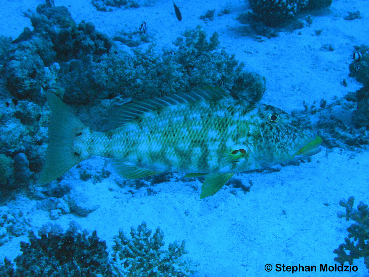 PER9 Lethrinus xanthochilus P1016600.jpg